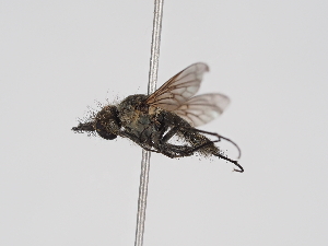  ( - Tettris-2023-0010)  @11 [ ] Unspecified (default): All Rights Reserved (2025) Naturhistorisches Museum Wien Unspecified