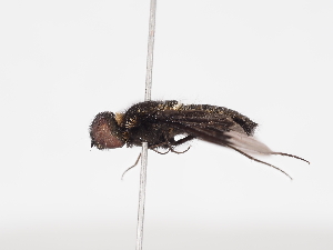  ( - Tettris-2023-0014)  @11 [ ] Unspecified (default): All Rights Reserved (2025) Naturhistorisches Museum Wien Unspecified