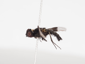  ( - Tettris-2023-0023)  @11 [ ] Unspecified (default): All Rights Reserved (2025) Naturhistorisches Museum Wien Unspecified