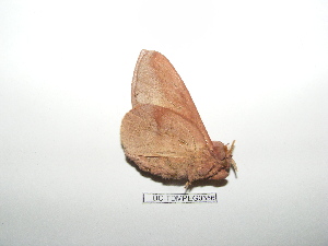  ( - BC-TDMPEG0356)  @12 [ ] Copyright (2010) Thibaud Decaens Research Collection of Thibaud Decaens