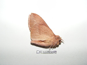  ( - BC-TDMPEG0357)  @12 [ ] Copyright (2010) Thibaud Decaens Research Collection of Thibaud Decaens