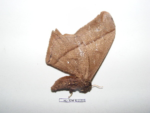  ( - BC-TDMPEG0396)  @12 [ ] Copyright (2010) Thibaud Decaens Research Collection of Thibaud Decaens