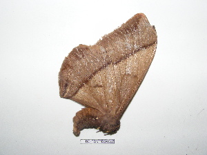  ( - BC-TDMPEG0397)  @12 [ ] Copyright (2010) Thibaud Decaens Research Collection of Thibaud Decaens