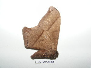  ( - BC-TDMPEG0398)  @12 [ ] Copyright (2010) Thibaud Decaens Research Collection of Thibaud Decaens