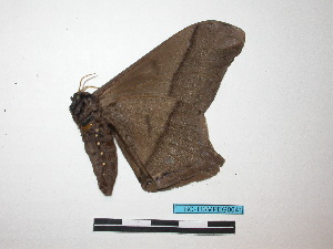  ( - BC-TDMPEG0041)  @12 [ ] Copyright (2010) Thibaud Decaens Research Collection of Thibaud Decaens