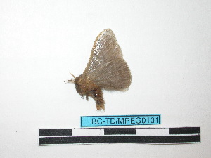  ( - BC-TDMPEG0101)  @12 [ ] Copyright (2010) Thibaud Decaens Research Collection of Thibaud Decaens