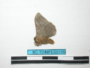  ( - BC-TDMPEG0105)  @12 [ ] Copyright (2010) Thibaud Decaens Research Collection of Thibaud Decaens