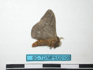  ( - BC-TDMPEG0106)  @12 [ ] Copyright (2010) Thibaud Decaens Research Collection of Thibaud Decaens