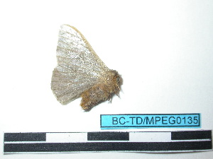  ( - BC-TDMPEG0135)  @12 [ ] Copyright (2010) Thibaud Decaens Research Collection of Thibaud Decaens