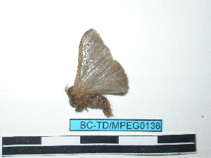  ( - BC-TDMPEG0136)  @12 [ ] Copyright (2010) Thibaud Decaens Research Collection of Thibaud Decaens