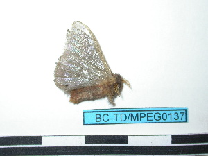  ( - BC-TDMPEG0137)  @12 [ ] Copyright (2010) Thibaud Decaens Research Collection of Thibaud Decaens