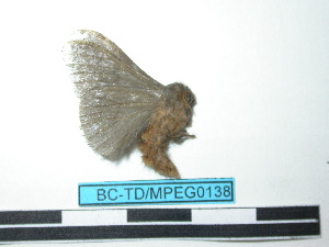  ( - BC-TDMPEG0138)  @12 [ ] Copyright (2010) Thibaud Decaens Research Collection of Thibaud Decaens