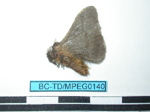 ( - BC-TDMPEG0140)  @12 [ ] Copyright (2010) Thibaud Decaens Research Collection of Thibaud Decaens