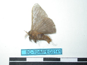  ( - BC-TDMPEG0141)  @12 [ ] Copyright (2010) Thibaud Decaens Research Collection of Thibaud Decaens