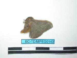  ( - BC-TDMPEG0143)  @12 [ ] Copyright (2010) Thibaud Decaens Research Collection of Thibaud Decaens