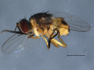  ( - TDWG-0784)  @13 [ ] CreativeCommons - Attribution (2010) CBG Photography Group Centre for Biodiversity Genomics