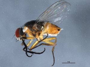  ( - TDWG-0786)  @13 [ ] CreativeCommons - Attribution (2010) CBG Photography Group Centre for Biodiversity Genomics