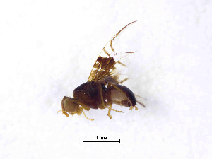  ( - 15TEPAS085)  @11 [ ] Copyright (2014) Hui Dong Fairylake Botanical Garden