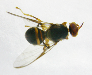  ( - cau01229)  @13 [ ] Unspecified (default): All Rights Reserved (2010) China Agricutural University, Insect Collection China Agricutural University, Insect Collection