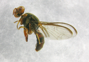  (Bactrocera Sp.30 - cau01282)  @13 [ ] Unspecified (default): All Rights Reserved (2010) China Agricutural University, Insect Collection China Agricutural University, Insect Collection