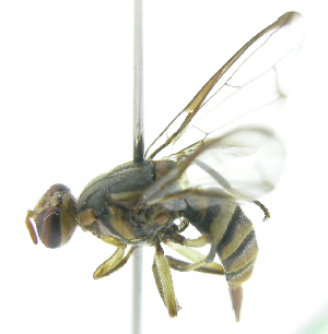 (Bactrocera Sp.56 - cau01316)  @13 [ ] Unspecified (default): All Rights Reserved (2010) China Agricutural University, Insect Collection China Agricutural University, Insect Collection