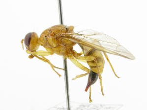  (Bactrocera Sp.42 - cau01344)  @11 [ ] Unspecified (default): All Rights Reserved (2010) China Agricutural University, Insect Collection China Agricutural University, Insect Collection