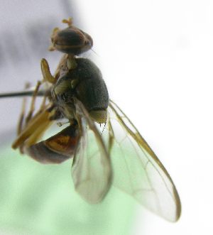  ( - cau01373)  @13 [ ] Unspecified (default): All Rights Reserved (2010) China Agricutural University, Insect Collection China Agricutural University, Insect Collection