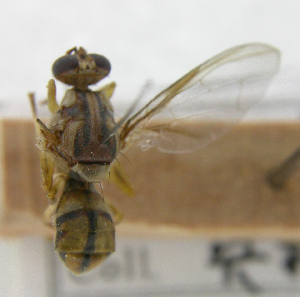  (Bactrocera Sp.48 - cau01415)  @11 [ ] Unspecified (default): All Rights Reserved (2010) China Agricutural University, Insect Collection China Agricutural University, Insect Collection