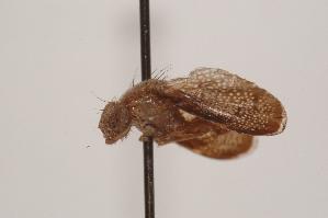  (Eutreta frontalis - TEPH110)  @12 [ ] Unspecified (default): All Rights Reserved  Unspecified Unspecified