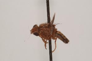 (Eutreta novaeboracensis - TEPH116)  @12 [ ] Unspecified (default): All Rights Reserved  Unspecified Unspecified