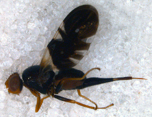  ( - DNA 20080728-05)  @12 [ ] Copyright (2010) B.T. Reijnen NCB Naturalis