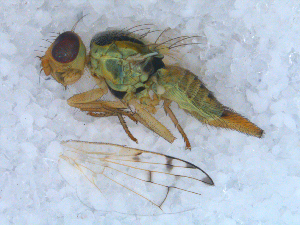  ( - DNA 20090522-46)  @12 [ ] Copyright (2010) B.T. Reijnen NCB Naturalis