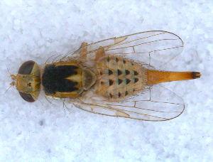  ( - DNA 20090522-58)  @15 [ ] Copyright (2010) B.T. Reijnen NCB Naturalis