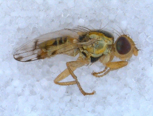  ( - DNA 20090523-03)  @13 [ ] Copyright (2010) B.T. Reijnen NCB Naturalis