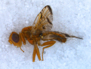  ( - DNA 20090606-04)  @11 [ ] Copyright (2010) B.T. Reijnen NCB Naturalis