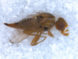  ( - DNA 20090610-11)  @12 [ ] Copyright (2010) B.T. Reijnen NCB Naturalis