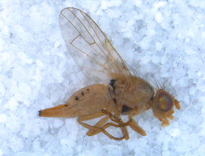  ( - DNA 20090610-12)  @11 [ ] Copyright (2010) B.T. Reijnen NCB Naturalis