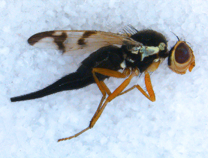  (Urophora stylata - DNA 20090613-05)  @14 [ ] Copyright (2010) B.T. Reijnen NCB Naturalis