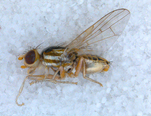  ( - DNA 20090613-15)  @13 [ ] Copyright (2010) B.T. Reijnen NCB Naturalis