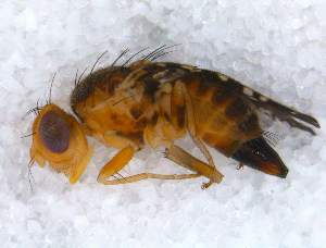  (Oxyna flavipennis - DNA 20090619-03)  @15 [ ] Copyright (2010) B.T. Reijnen NCB Naturalis
