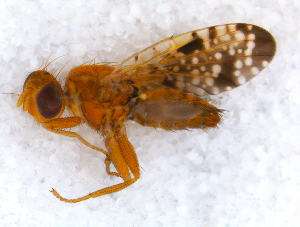  ( - DNA 20090623-07)  @11 [ ] Copyright (2010) B.T. Reijnen NCB Naturalis