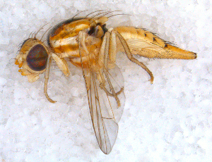  ( - DNA 20090625-14)  @13 [ ] Copyright (2010) B.T. Reijnen NCB Naturalis