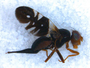  ( - DNA 20090627-30)  @13 [ ] Copyright (2010) B.T. Reijnen NCB Naturalis