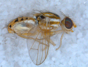  ( - DNA 20090704-05)  @14 [ ] Copyright (2010) B.T. Reijnen NCB Naturalis