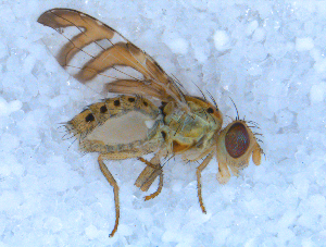  ( - DNA 20090704-38)  @12 [ ] Copyright (2010) B.T. Reijnen NCB Naturalis