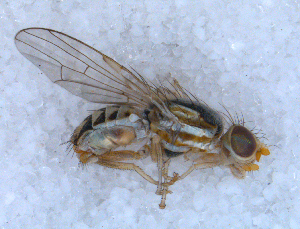  ( - DNA 20090706-13)  @14 [ ] Copyright (2010) B.T. Reijnen NCB Naturalis