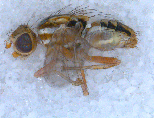  ( - DNA 20090706-15)  @12 [ ] Copyright (2010) B.T. Reijnen NCB Naturalis