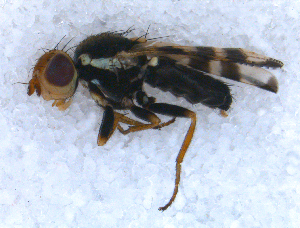  (Urophora terebrans - DNA 20090706-28)  @14 [ ] Copyright (2010) B.T. Reijnen NCB Naturalis