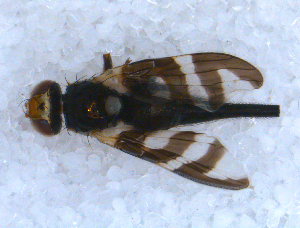  (Urophora quadrifasciata - DNA 20090707-11)  @14 [ ] Copyright (2010) B.T. Reijnen NCB Naturalis
