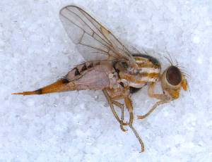  ( - DNA 20090707-52)  @14 [ ] Copyright (2010) B.T. Reijnen NCB Naturalis